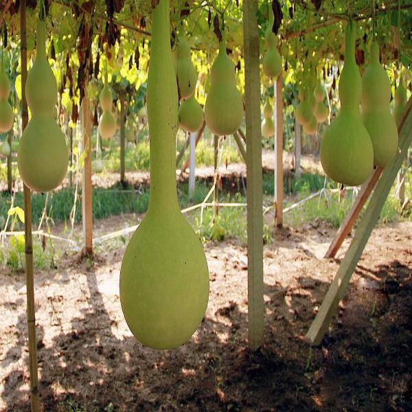 Semillas de calabaza de Lagenaria siceraria