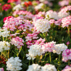 💐Semillas de Verbena de Jardín