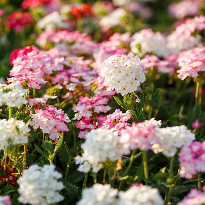 💐Semillas de Verbena de Jardín