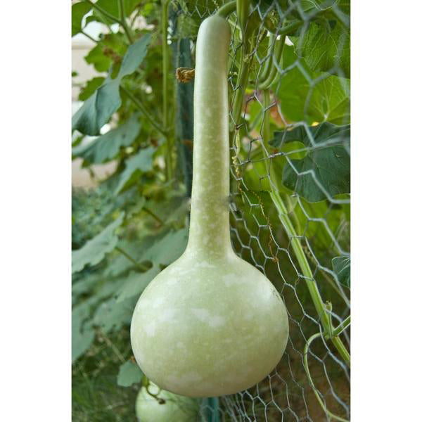 Semillas de calabaza de Lagenaria siceraria