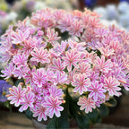Semillas de flores de Lewisia Cotyledon