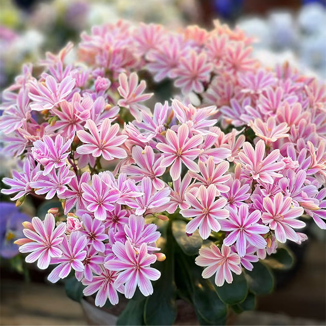 Semillas de flores de Lewisia Cotyledon