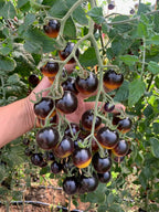 Semillas de tomate cereza Midnight Snack