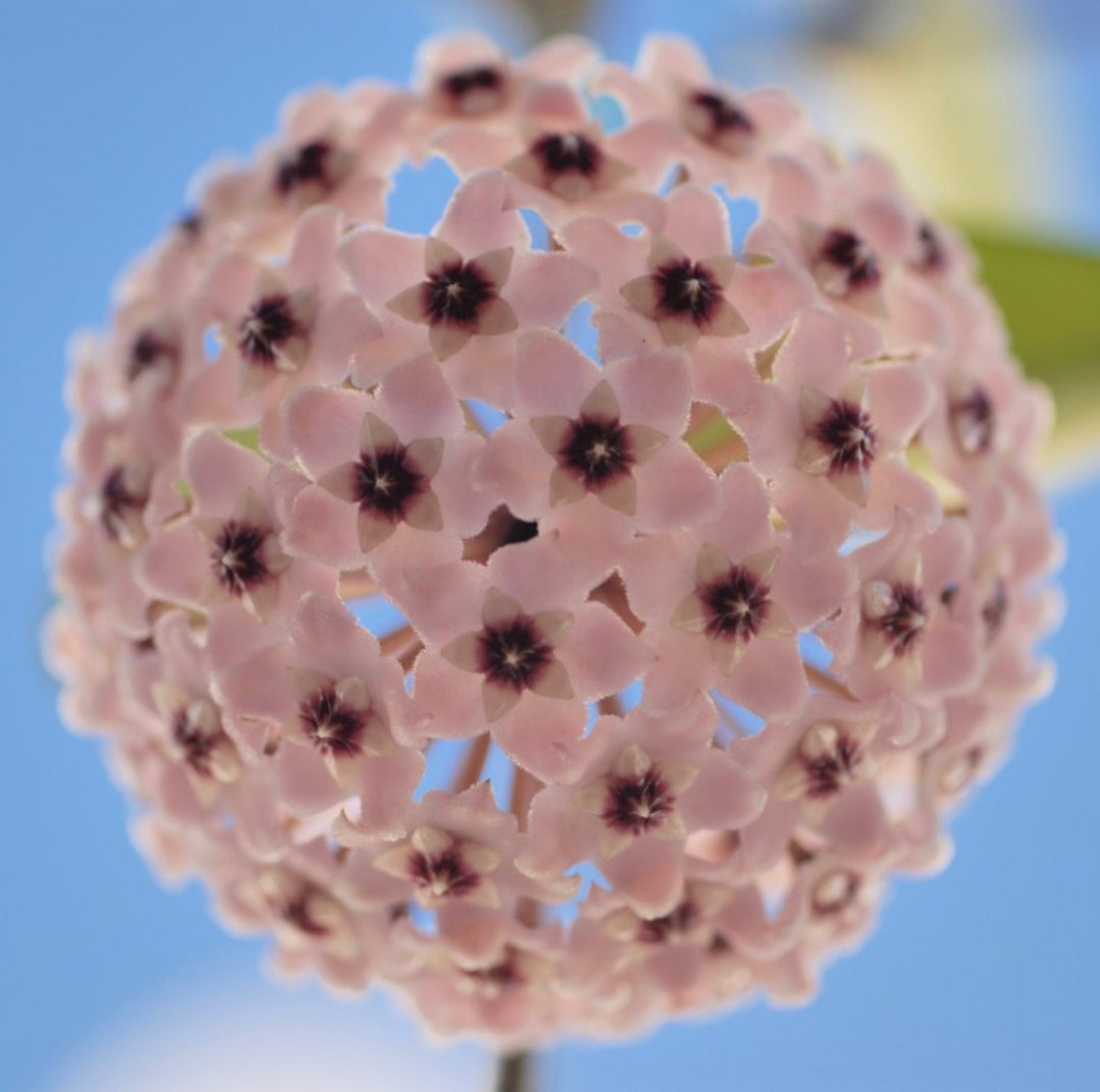 Semillas de flores de Hoya Carnosa - Hortensia grande agrupada con muchas florecillas en forma de estrella