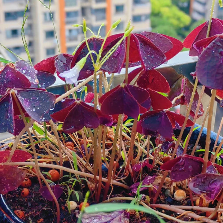 💜Bulbos de trébol de la suerte morado