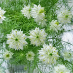 💚Nigella verde