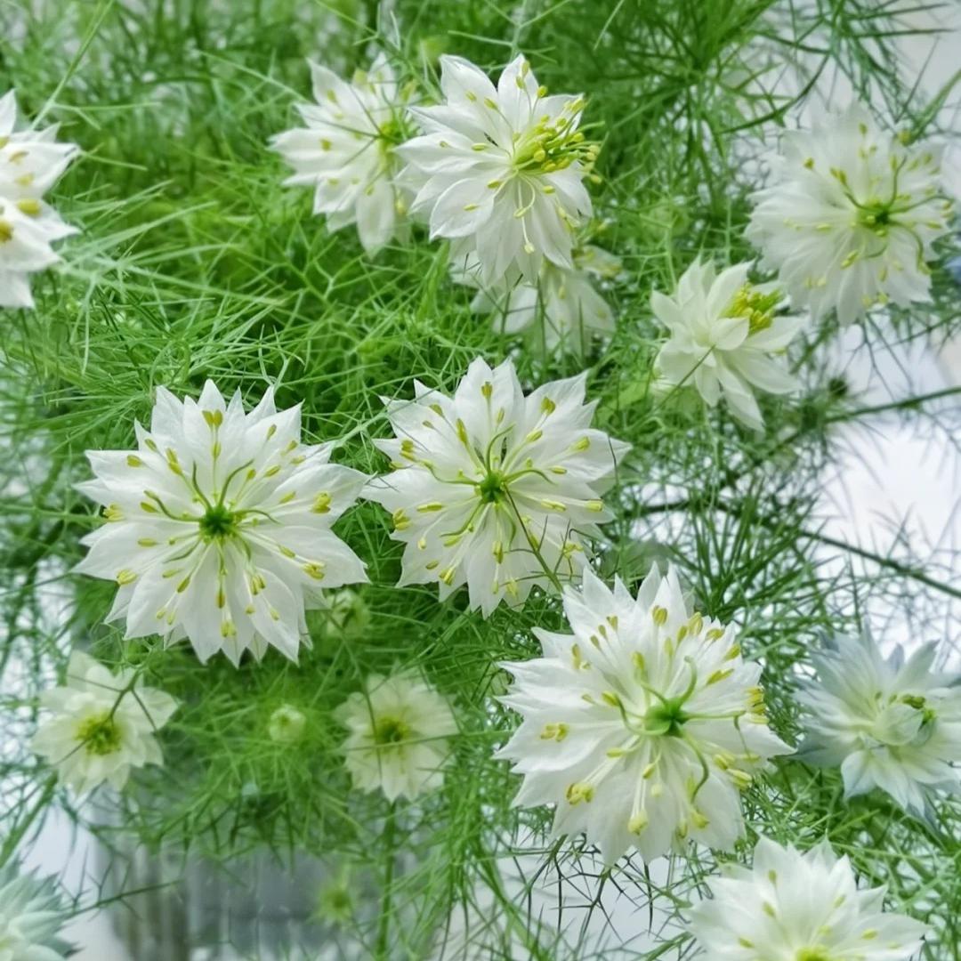 💚Nigella verde