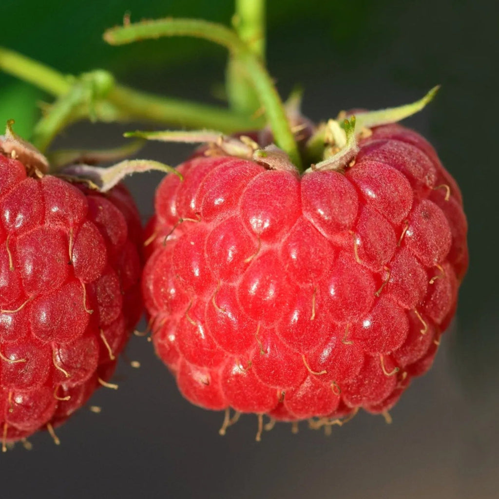 Semillas de frambuesa