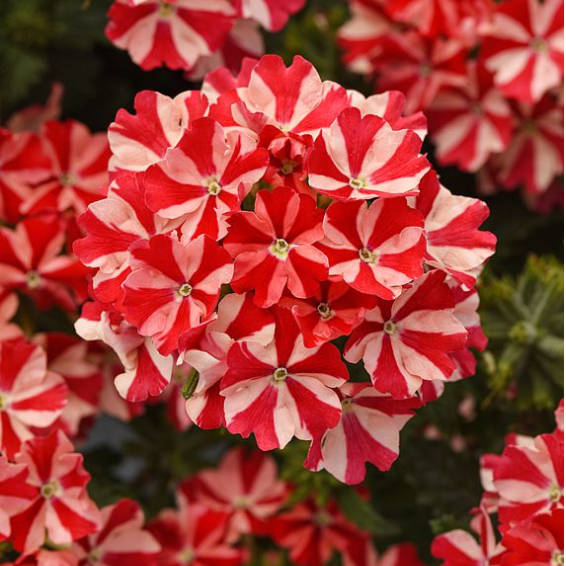 💐Semillas de Verbena de Jardín