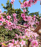 Peach Seeds