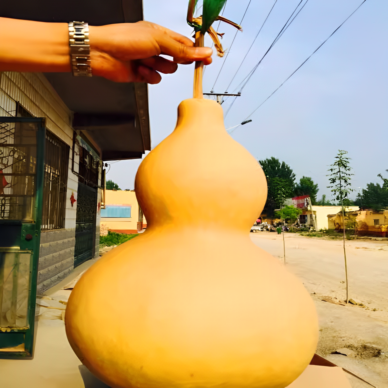 Semillas de calabaza gigante