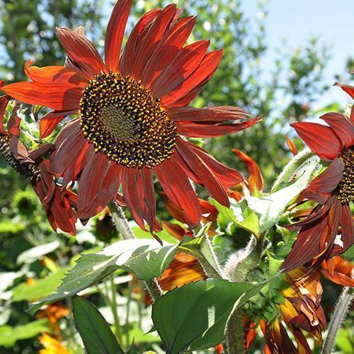 Girasol Infrarrojo Mix F1