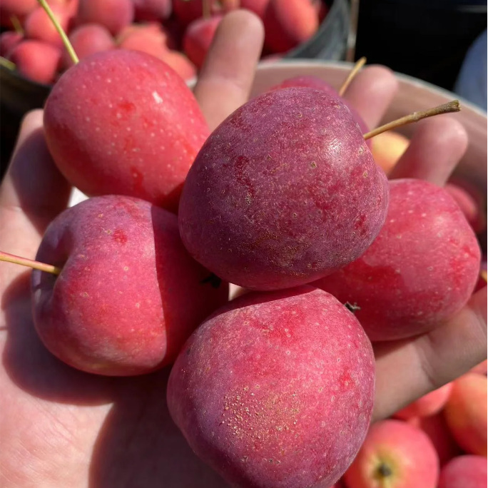 Semillas de Mini Manzana Xantolis Stenosepala