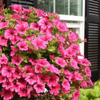 🌸Semillas de petunia