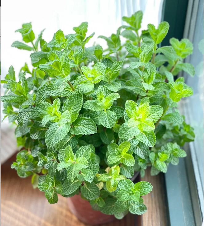 Semillas de Menta en Maceta