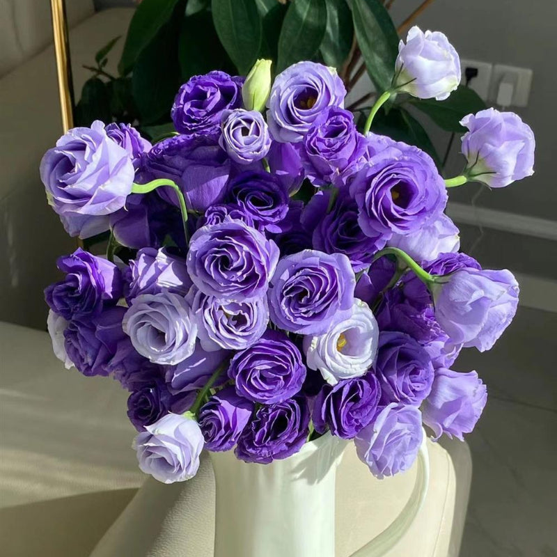 Semillas de Eustoma Russellianum