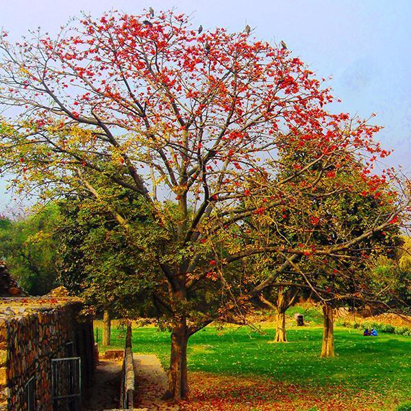 Salmalia Malabarica, semillas de árbol de algodón