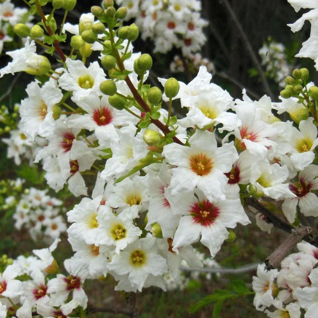 Xanthoceras Sorbifolia, Semillas de la Flor del Árbol de la Lluvia
