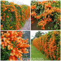🧡Flor de Pyrostegia Venusta