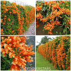 🧡Flor de Pyrostegia Venusta