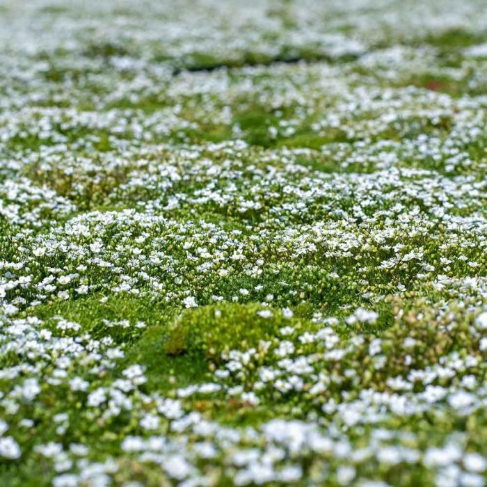 🌳Semillas de Sagina subulata para jardín y césped