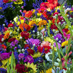💐Multiple Flower Seeds