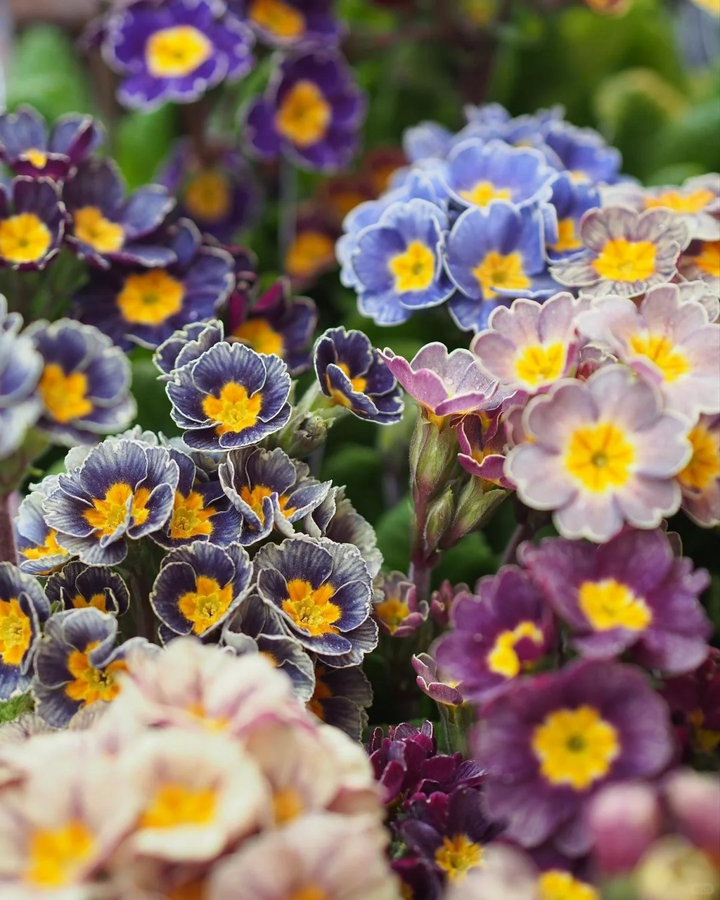 Semillas de prímula de colores variados