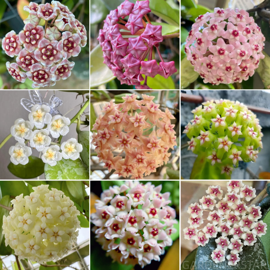 ⭐️Semillas de flores Hoya Carnosa | Bola de flores en forma de estrella
