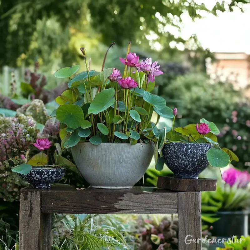 Bowl Lotus Nutrient Solution -Universal Water Soluble Fertilizer