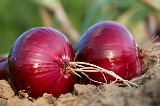 Semillas de cebolla morada de frutas y verduras