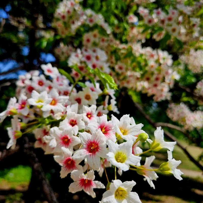 Xanthoceras Sorbifolia, Semillas de la Flor del Árbol de la Lluvia