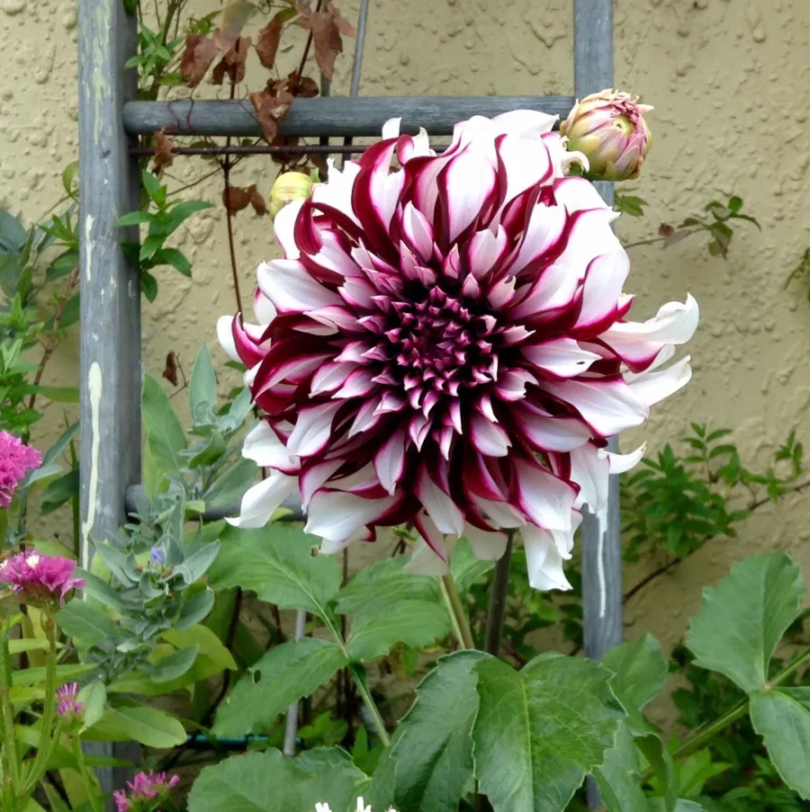 Dalia con flores 'Tartan Dinnerplate'