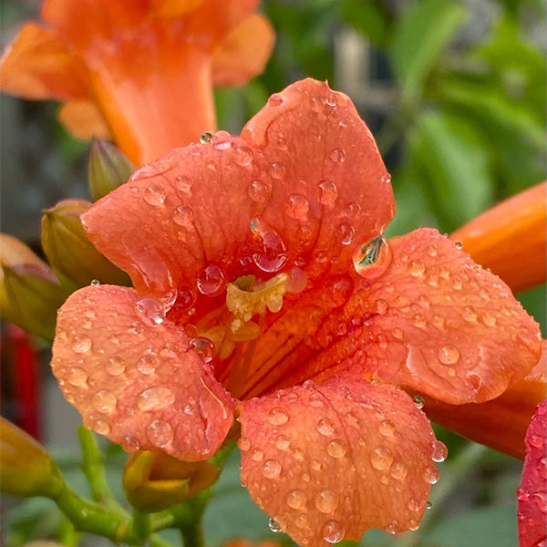 Bignonia roja