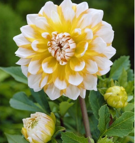 Dalia 'Polar Star' – ¡Un deleite soleado para tu jardín! 🌼✨
