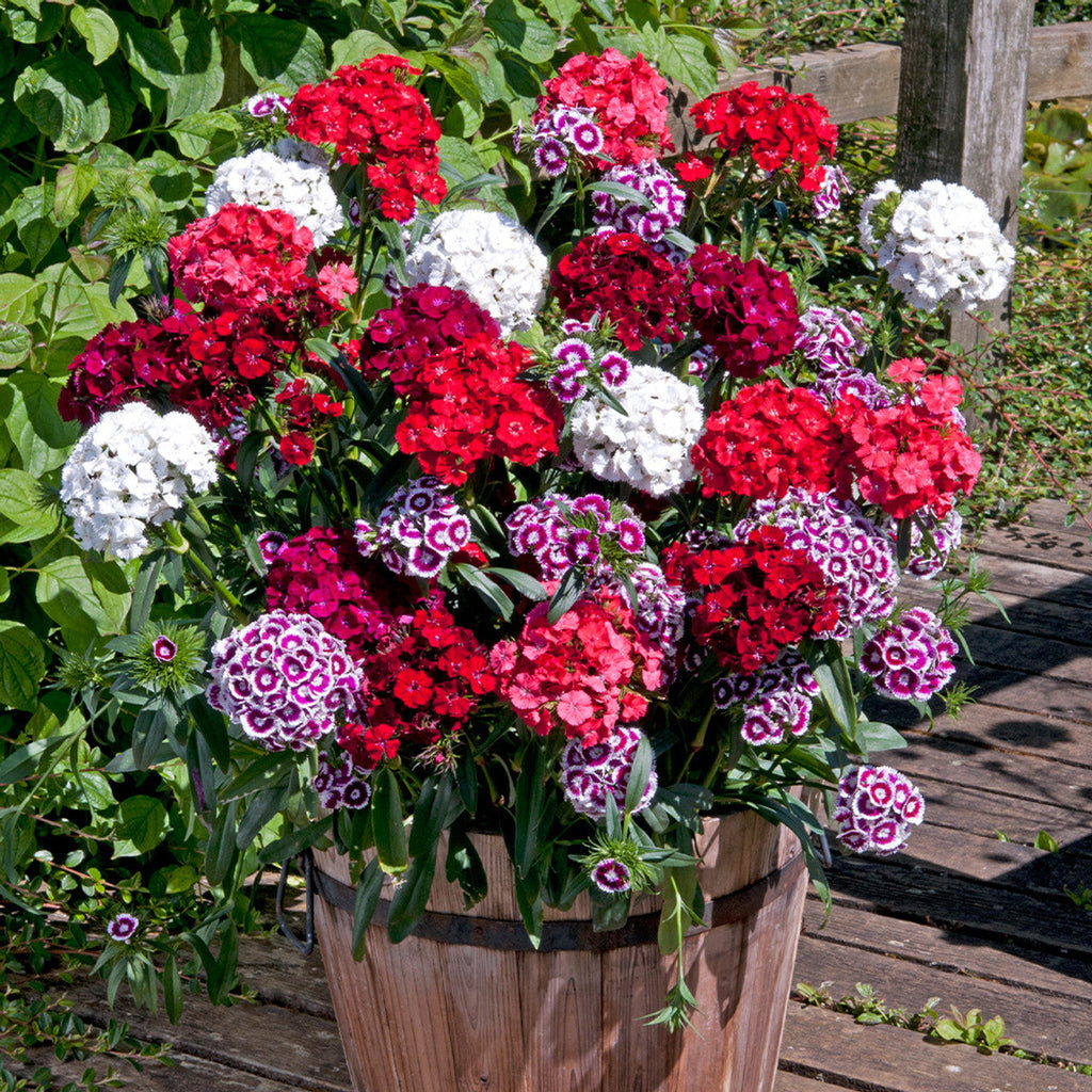 Semillas Mixtas Dianthus Corona