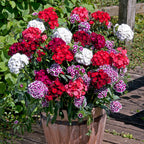 Semillas Mixtas Dianthus Corona