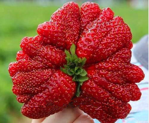 🍓Semillas de fresa súper gigantes