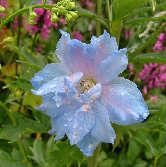 Flor Esmeralda