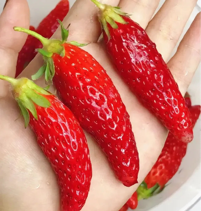 Semillas raras de frutas de plátano y fresa