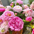 🔥ÚLTIMO DÍA 45% DE DESCUENTO🌺LA REINA DE LAS FLORES—PEONÍAS DE PÉTALOS DOBLES