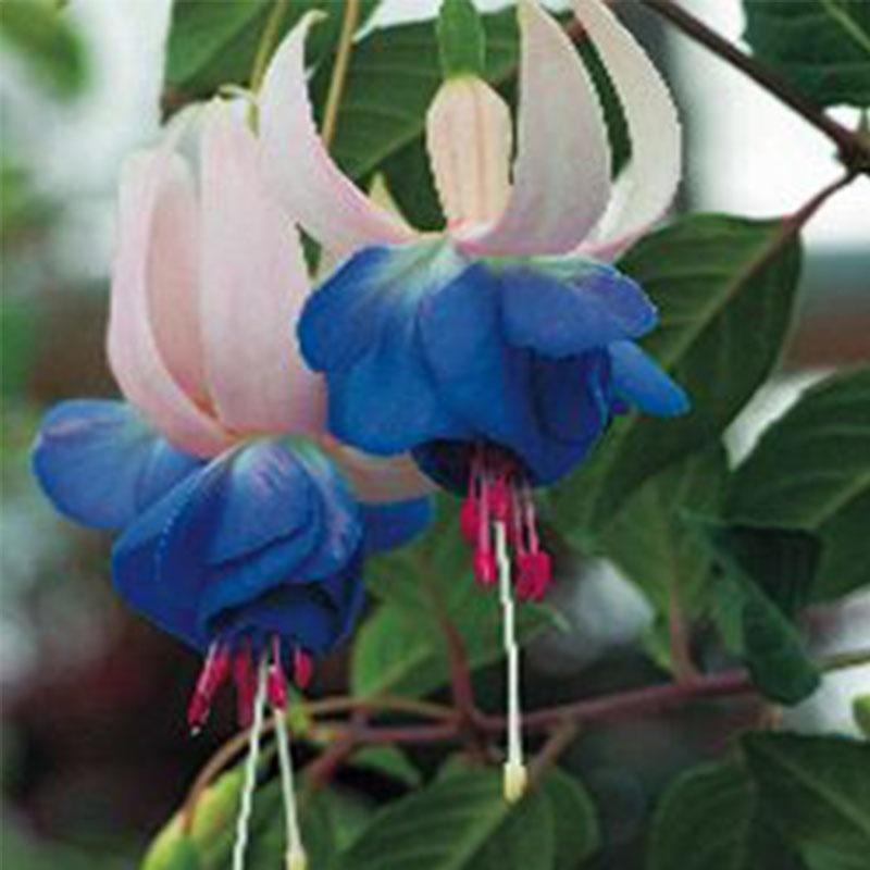 Semillas de flores de fucsia, semillas de flores de linterna, semillas de flores bonsái