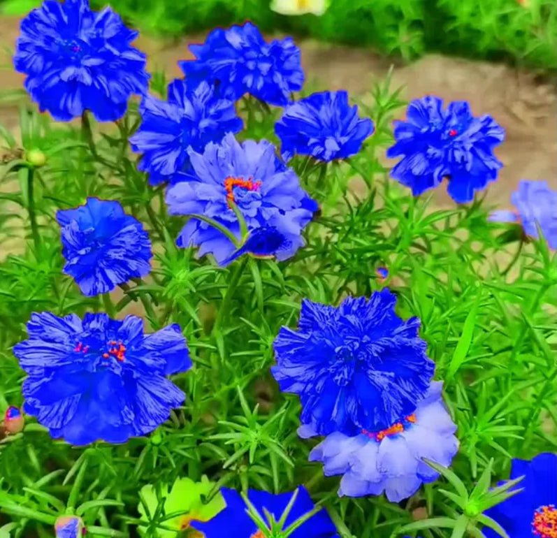 💙 Semillas de flores de portulaca multicolor