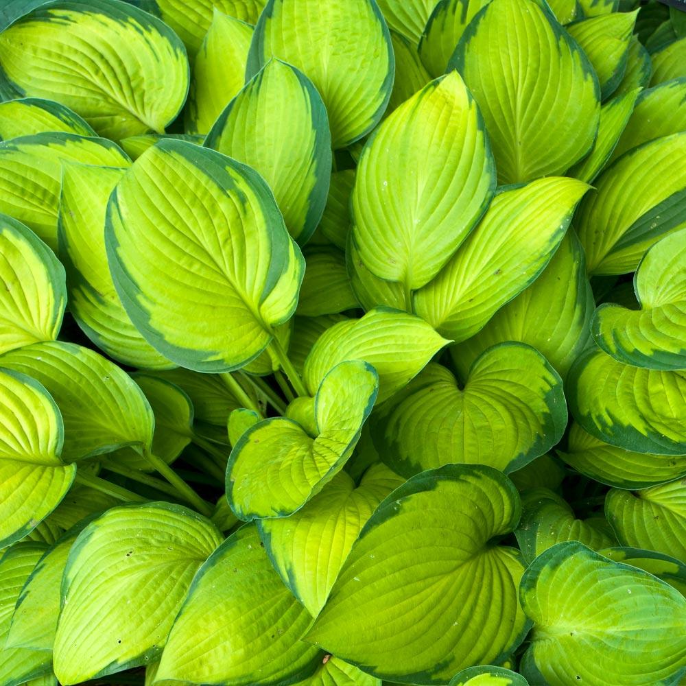Hosta – La Elegancia Amante de la Sombra para Tu Jardín 🌿✨