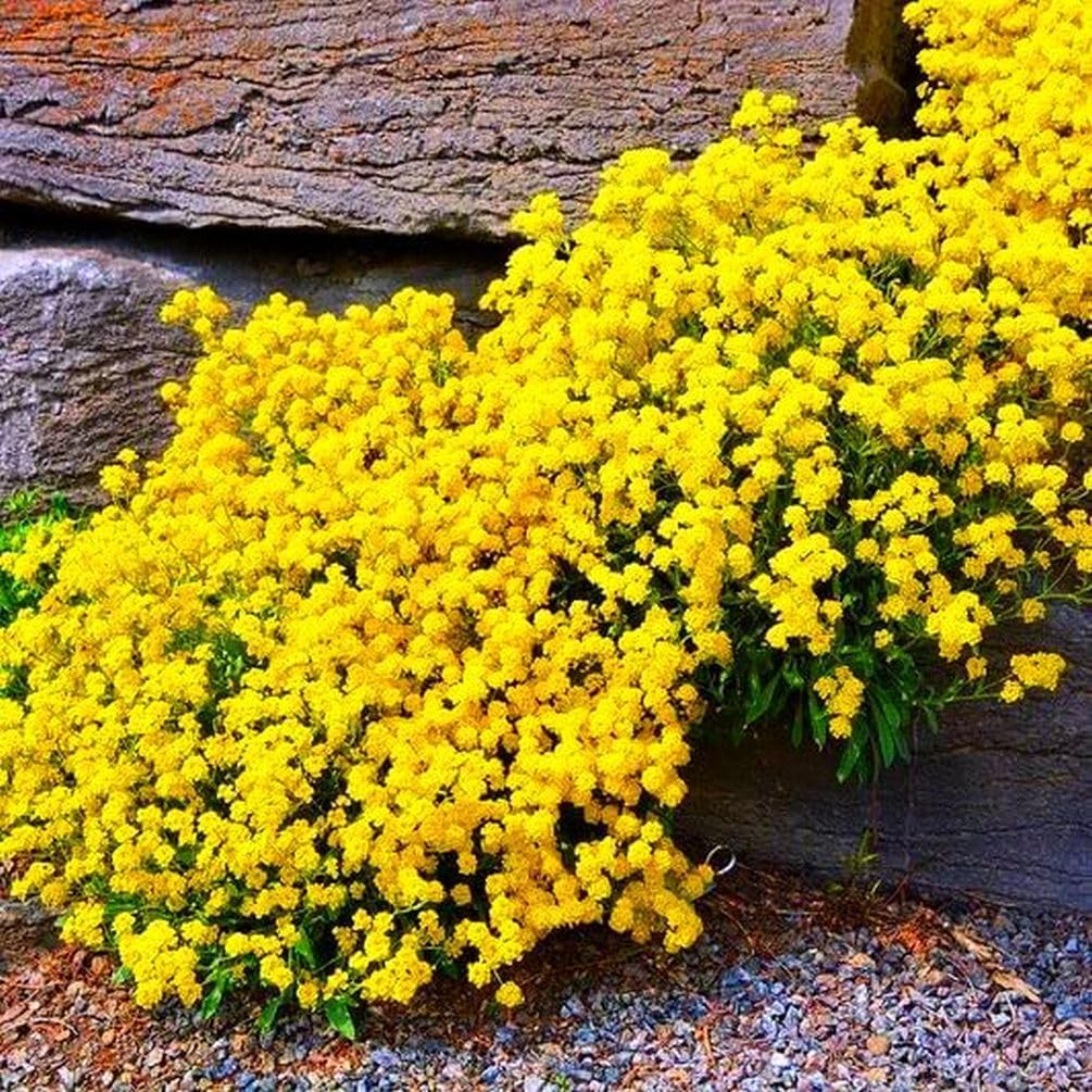 ✨Creeping Thyme Seeds for Four Seasons🏡Create Your Perfect Lawn Here🌼