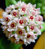 ⭐️Semillas de flores Hoya Carnosa | Bola de flores en forma de estrella