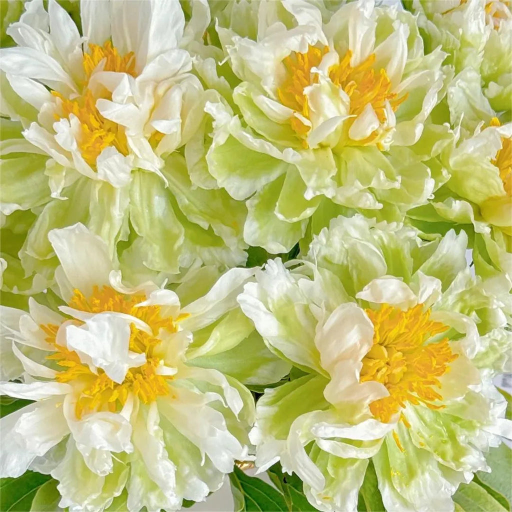 🌺Peonia - El amor te rodea