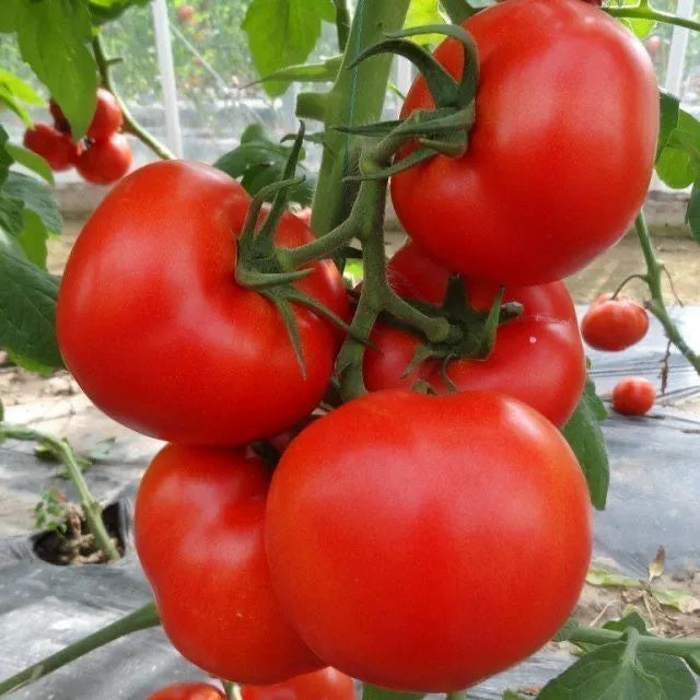 Semillas de tomate Hair Pink