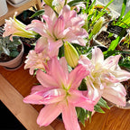 Lily Bulbs