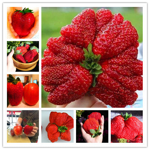 🍓Semillas de fresa súper gigantes