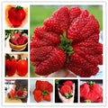 🍓Semillas de fresa súper gigantes